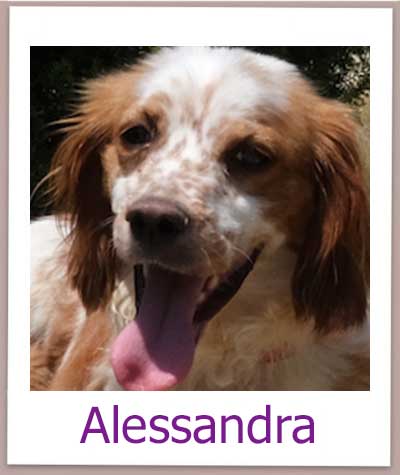 Alessandra Tierschutz Zypern Hund prof