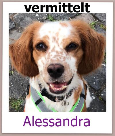 Alessandra Tierschutz Zypern Hund vermittelt 2