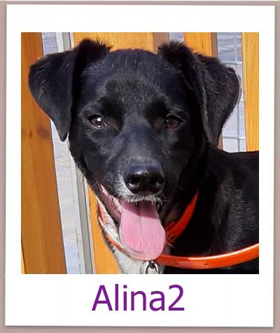 Alina2 Tierschutz Zypern Hund prof
