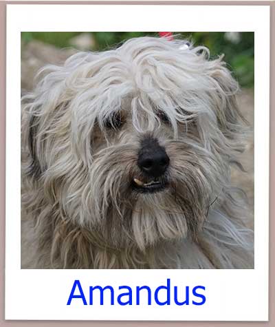 Amandus Tierschutz Zypern Hund prof