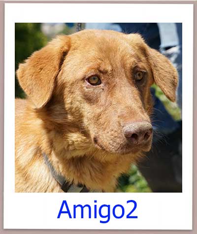 Amigo2 Tierschutz Zypern Hund prof