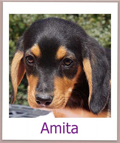 Amita Tierschutz Zypern Hund prof