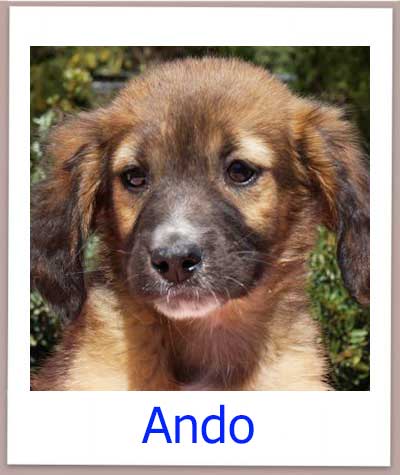 Ando Tierschutz Zypern Hund prof