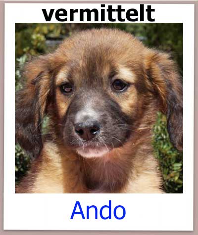Ando Tierschutz Zypern Hund vermittelt