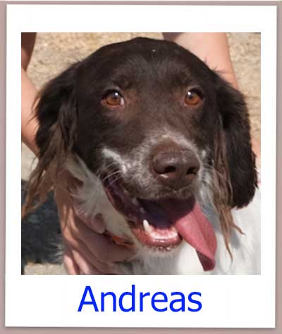 Andreas Tierschutz Zypern Hund prof