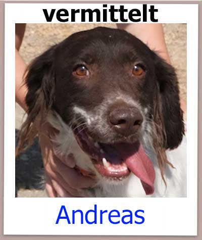 Andreas Tierschutz Zypern Hund vermittelt