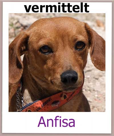 Pinscher Mischlings Hündin hat ihre Familie in Deutschland gefunden.