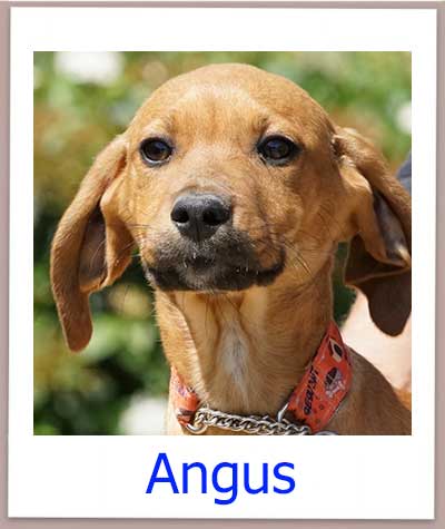 Angus Tierschutz Zypern Hund prof 1