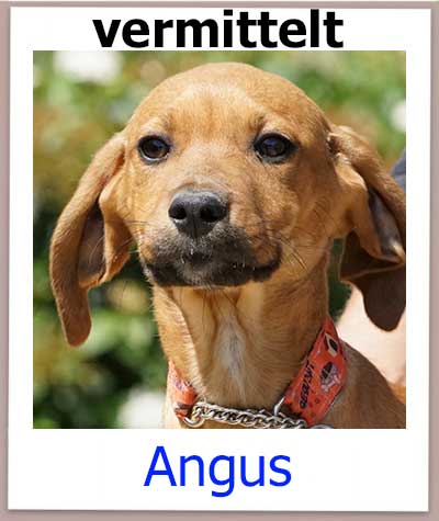 Angus Tierschutz Zypern Hund vermittelt 1