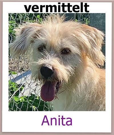 Anita Tierschutz Zypern Hund vermittelt 1