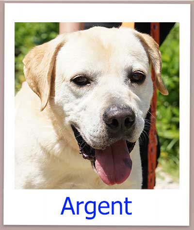 Argent Tierschutz Zypern Hund prof