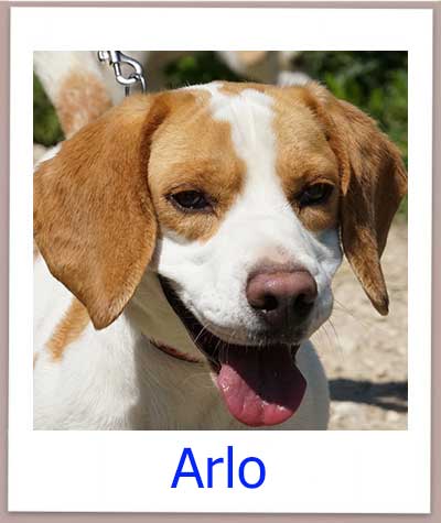 Arlo Tierschutz Zypern Hund prof