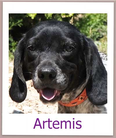 Artemis Tierschutz Zypern Hund prof