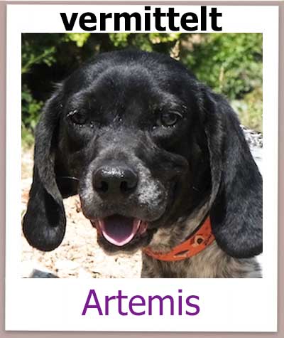 Mischling aus dem Tierheim hat eine liebevolle Familie gefunden.