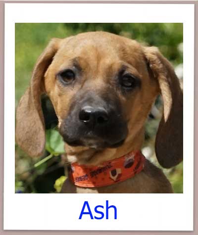 Ash Tierschutz Zypern Hund prof 1