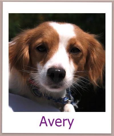 Avery Tierschutz Zypern Hund prof