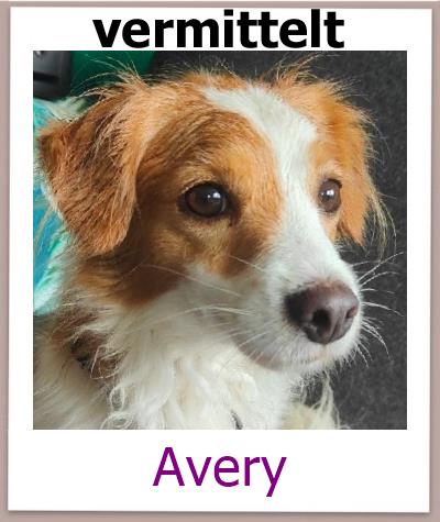 Avery Tierschutz Zypern Hund vermittelt 2