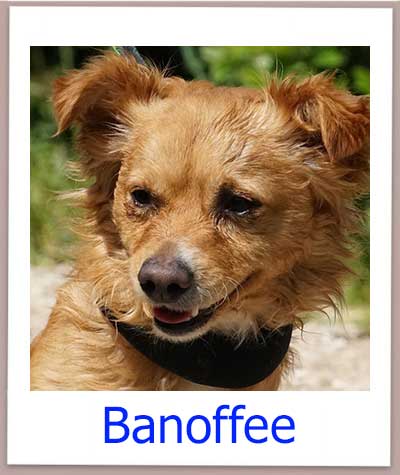 Banoffee Tierschutz Zypern Hund prof