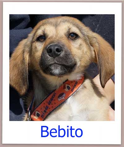 Bebito Tierschutz Zypern Hund prof