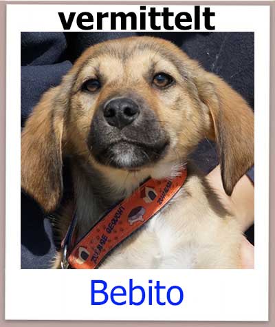 Bebito Tierschutz Zypern Hund vermittelt