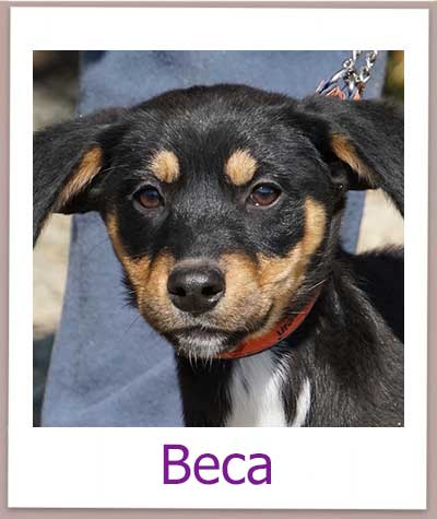 Beca Tierschutz Zypern Hund prof