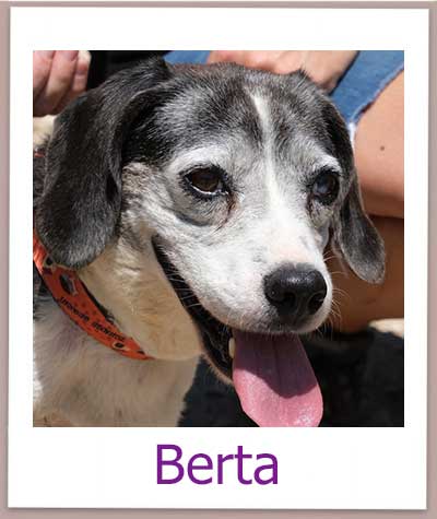 Berta Tierschutz Zypern Hund prof
