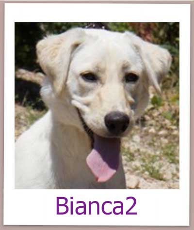 Bianca2 Tierschutz Zypern Hund prof