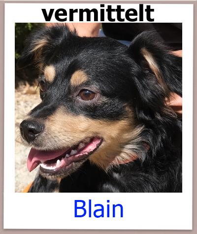 Blain Tierschutz Zypern Hund vermittelt
