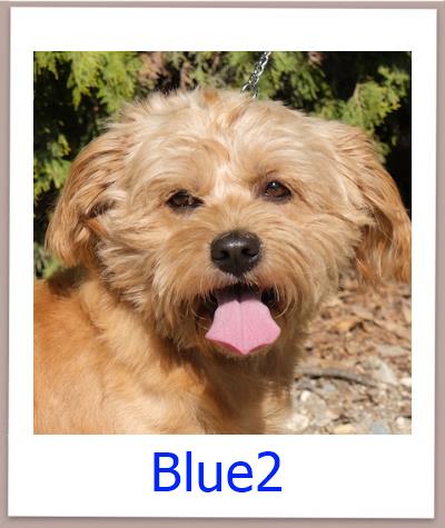 Blue2 Tierschutz Zypern Hund prof