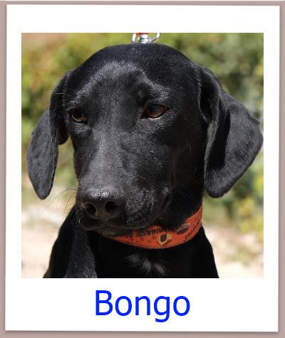 Bongo Tierschutz Zypern Hund prof