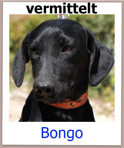 Bongo Tierschutz Zypern Hund vermittelt