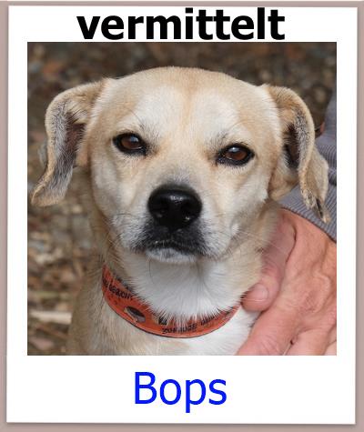 Bops Tierschutz Zypern Hund vermittelt