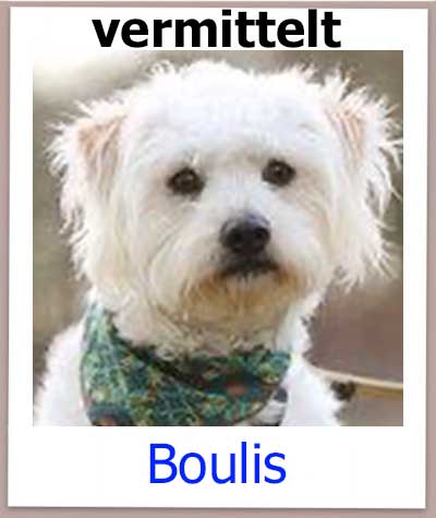 Boulis Tierschutz Zypern Hund vermittelt 1