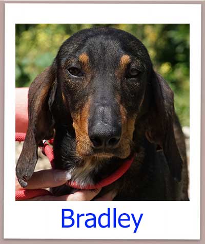 Bradley Tierschutz Zypern Hund prof