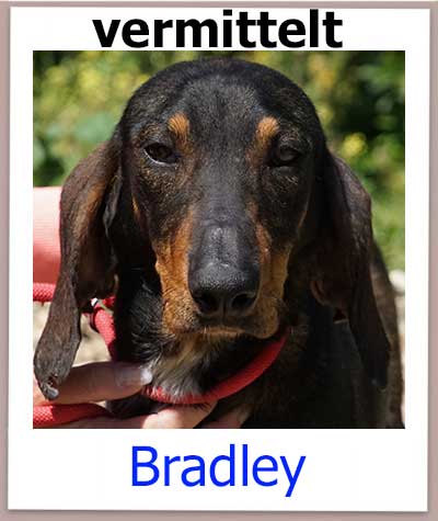 Bradley Tierschutz Zypern Hund vermittelt
