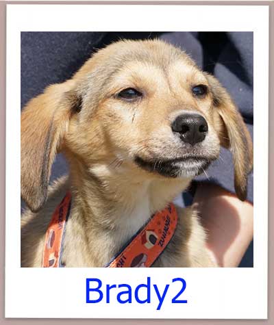 Brady2 Tierschutz Zypern Hund prof 1