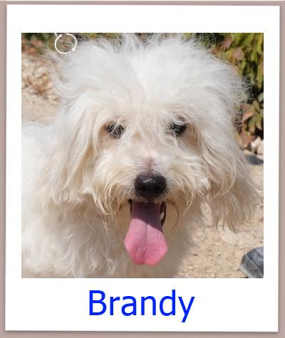 Brandy Tierschutz Zypern Hund prof