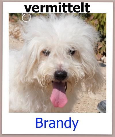 Brandy Tierschutz Zypern Hund vermittelt