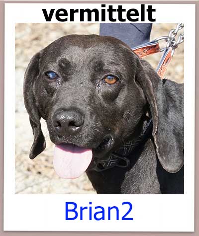 Brian2 Tierschutz Zypern Hund vermittelt