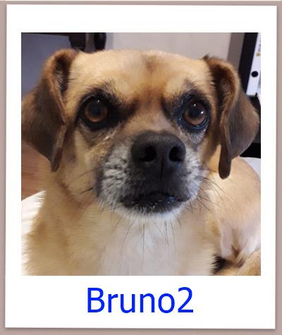 Bruno2 Tierschutz Zypern Hund prof 1