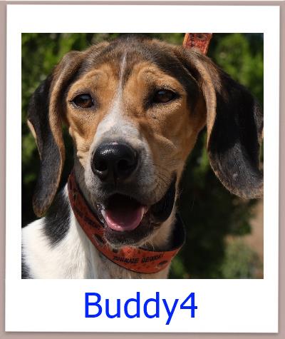 Buddy4 Tierschutz Zypern Hund prof