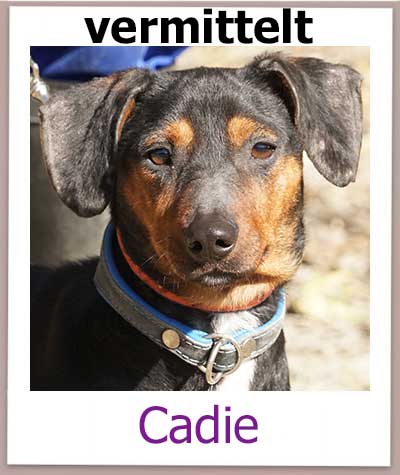 Cadie Tierschutz Zypern Hund vermittelt
