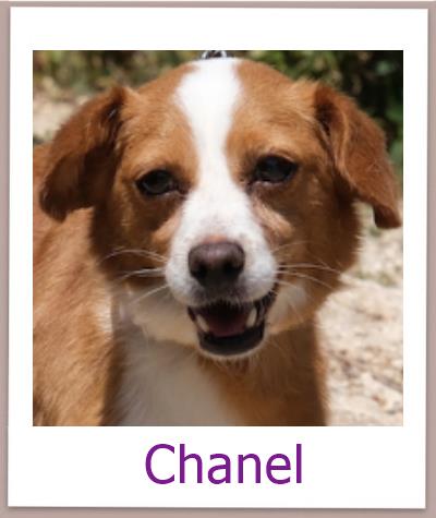 Chanel Tierschutz Zypern Hund prof