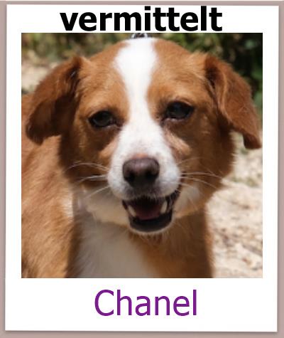 Chanel Tierschutz Zypern Hund vermittelt