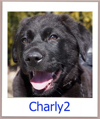 Charly2 Tierschutz Zypern Hund prof