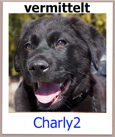 Charly2 Tierschutz Zypern Hund vermittelt