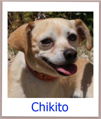 ChikitoTierschutz Zypern Hund prof