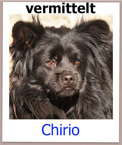 Chirio Tierschutz Zypern Hund vermittelt