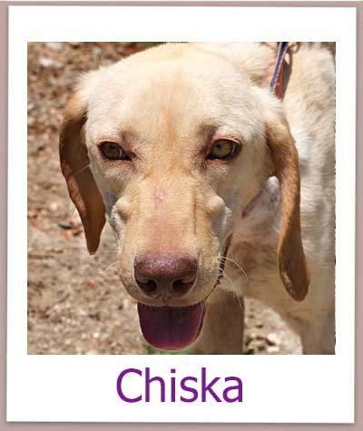 Chiska Tierschutz Zypern Hund prof