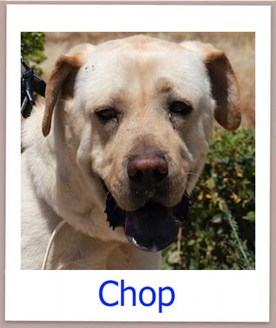 Chop Tierschutz Zypern Hund prof